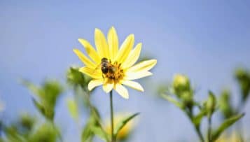 La loi sur la biodiversité publiée au JO