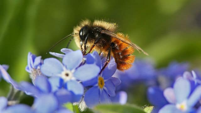 17 petites et grandes villes favorables aux abeilles labellisées ApiCité