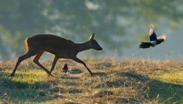 La création d'une agence pour la biodiversité adoptée en Conseil des ministres