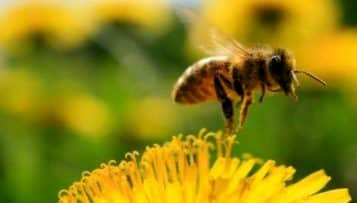 Les pesticides interdits dans les espaces verts dès 2016