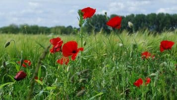 Fin des pesticides dans les jardins dès 2016: trop tôt disent les professionnels