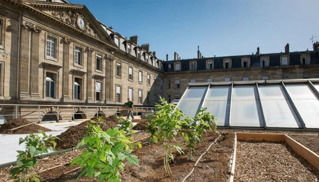 "Parisculteurs" : des légumes, du miel et de la bière cultivés sur les toits de Paris