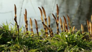 Reconquête de la biodiversité : large adoption du projet de loi à l'Assemblée
