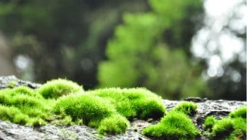 Biodiversité : un projet de loi à l'Assemblée un an après sa présentation