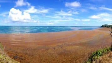 Martinique : 3,6 millions d’euros de crédits affectés à la lutte contre les algues sargasses