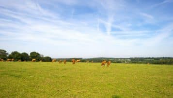 Sécheresse : le département de Côte-d'Or vote une aide exceptionnelle de 750 000 euros aux éleveurs