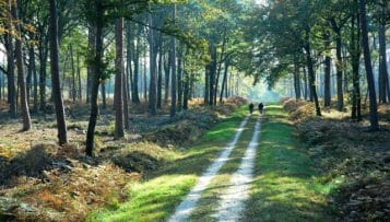 Changement climatique : préparer la forêt de demain un nouveau site expérimental en forêt d'Orléans
