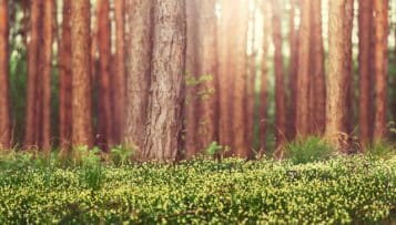 Charte de développement des activités agricoles et forestières