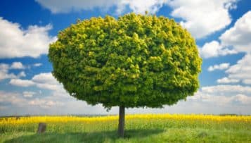 Climat : une exposition géante au Grand Palais pendant la COP21