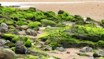 Le plan de lutte contre les algues vertes 2010-2015 à l'heure des bilans