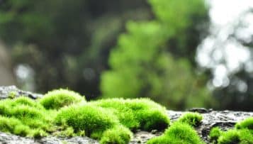 Le Sénat valide la création de l’Agence française de la biodiversité