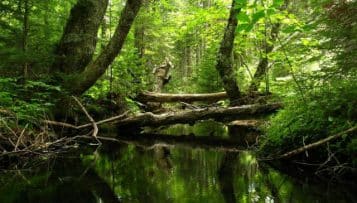 Le contrat État-ONF-FNCOFOR 2016-2020 adopté en conseil d'administration de l'ONF