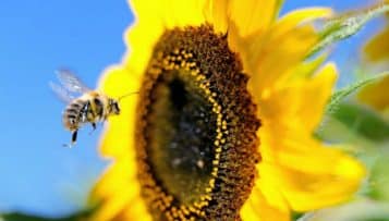 Biodiversité : le projet de loi sera examiné à l'Assemblée nationale en mars