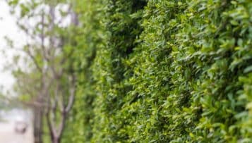 Avec des "Paris-culteurs", Paris veut végétaliser ses murs et faire pousser des légumes