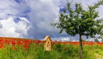 Biodiversité : le projet de loi adopté en nouvelle lecture par le Sénat