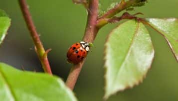 Adopter des solutions alternatives aux pesticides
