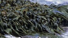 Les algues vertes affectent essentiellement le tourisme des communes de baignade de la côte bretonne