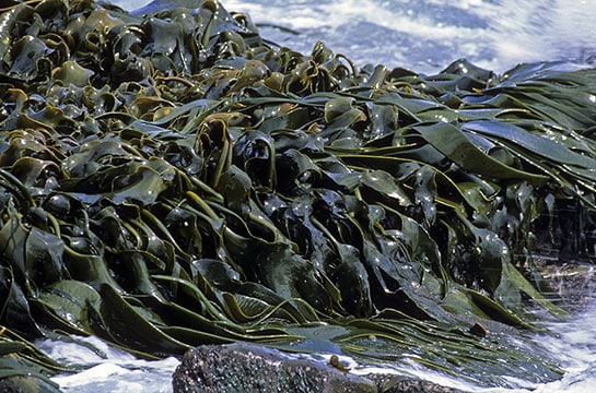 Les algues vertes affectent essentiellement le tourisme des communes de baignade de la côte bretonne