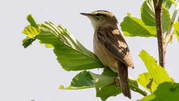 L' Observatoire national de la biodiversité publie un bilan inquiétant