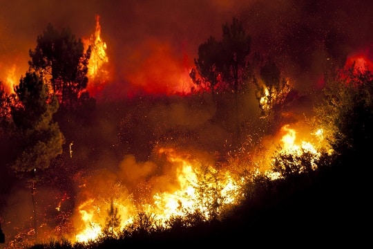 Réchauffement,urbanisme : en Méditerrannée la forêt n'a pas fini de brûler