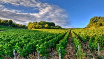 Agriculture bio : l'État s'en remet aux régions pour les aides au maintien