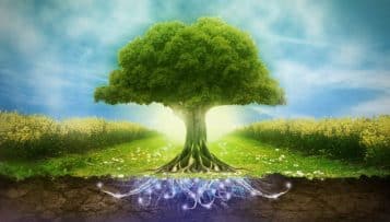 La biodiversité, une "priorité" au même titre que le climat