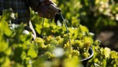 Bourgogne : coup d'envoi pour la Cité des vins et des climats