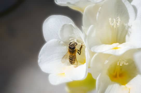 Des lycéens inventent une fleur "connectée" pour mieux connaître les abeilles