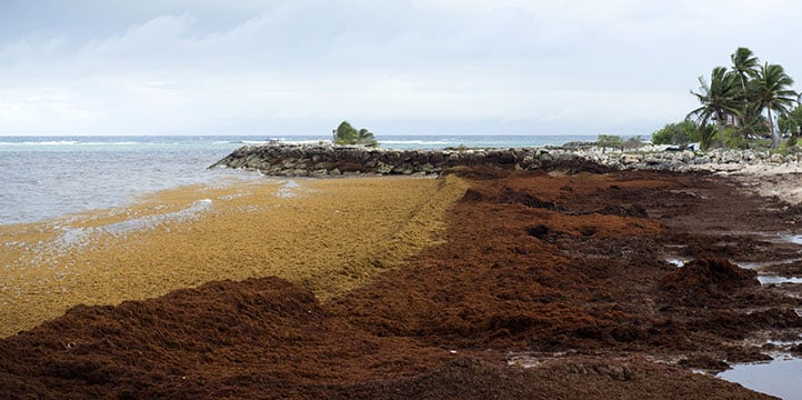 Nicolas Hulot promet un ramassage de sargasses en moins de 48h sur les côtes de Guadeloupe