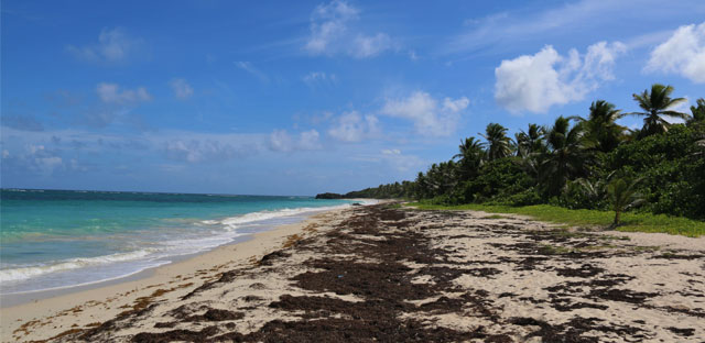 Un sommet "international" sur la lutte contre les sargasses d'ici la fin de l'année en Guadeloupe