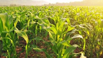 L'agriculture bio fait un grand bond dans les champs français