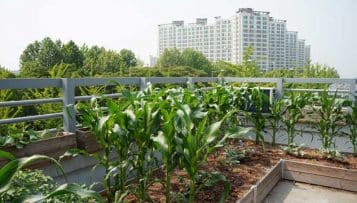Le CESE encourage l'agriculture urbaine, à condition qu'elle soit "durable"