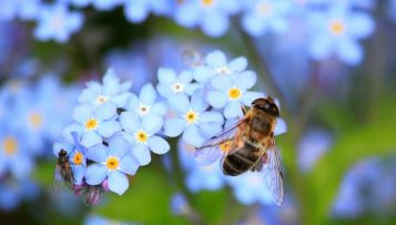 L'agriculture bio, c'est bon pour les abeilles, selon une étude