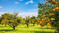 Dans la Drôme, l'intelligence des arbres au service de la production fruitière