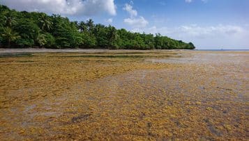 Sargasses : un programme international officiellement créé