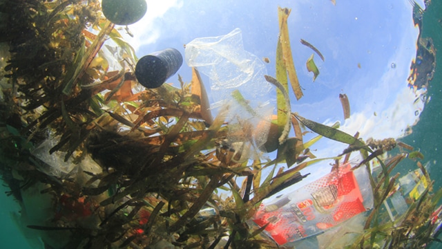 Concours national "Arts en plastiques pour l'océan"