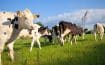 Les éleveurs laitiers s'engagent pour le climat