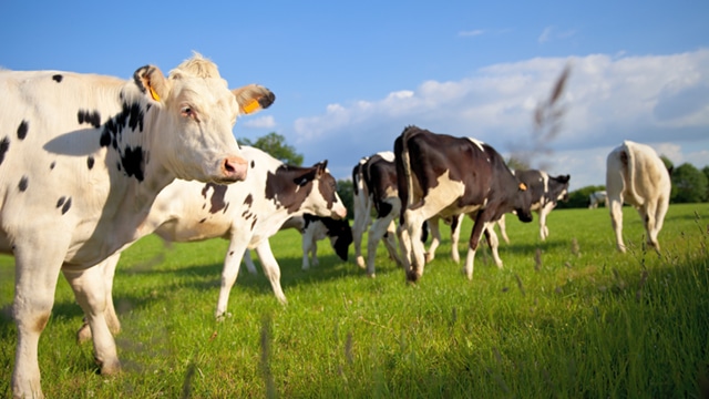 Les éleveurs laitiers s'engagent pour le climat