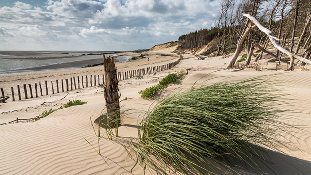 Près de Berck-sur-Mer, des filets expérimentaux limitent l'érosion des dunes