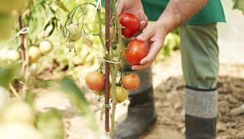 Nos territoires en action pour une alimentation durable et saine