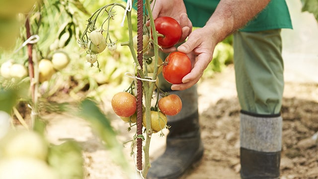 Nos territoires en action pour une alimentation durable et saine