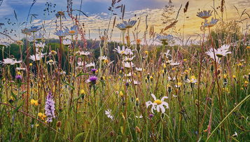 Aider les communes à protéger la faune, la flore et les espaces naturels