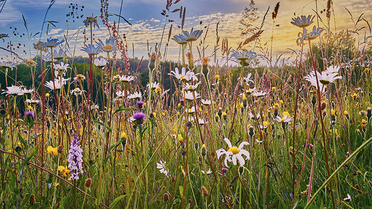 Aider les communes à protéger la faune, la flore et les espaces naturels