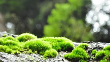 L'Office national des forêts (ONF) va supprimer près de 500 postes en cinq ans