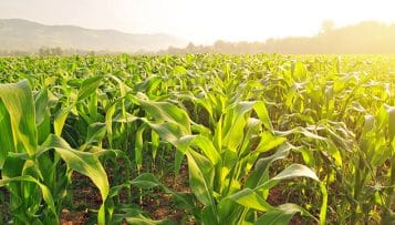 Carbone en stock : l’agriculture en alliée du climat