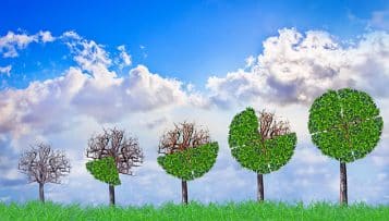 Loi climat et résilience : un décret fixe des objectifs pour l'État afin de lutter contre la déforestation