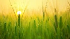 Artificialisation des sols : le Sénat consulte les élus locaux