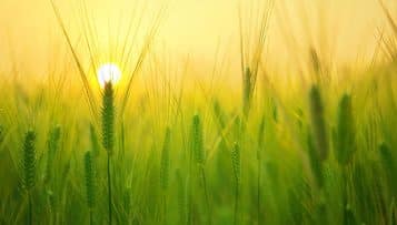 Artificialisation des sols : le Sénat consulte les élus locaux