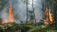 Incendies : des maires demandent plus de moyens pour l'Office national des forêts