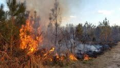 Repenser les paysages, une piste pour lutter contre les feux de forêt extrêmes, selon l'Inrae